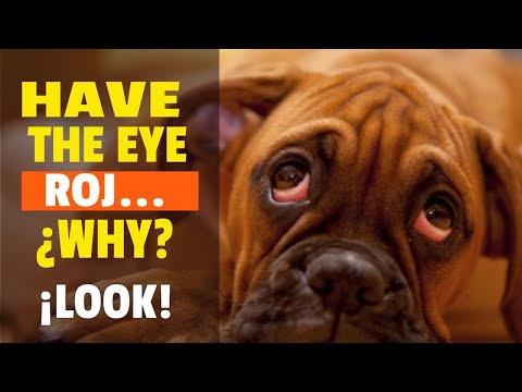 👁RED EYE IN DOGS AND CATS (See the Causes)