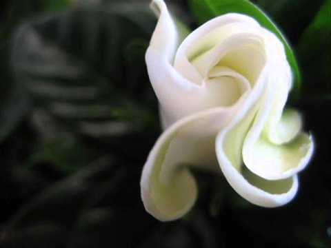 cumpleaños de Mari Carmen