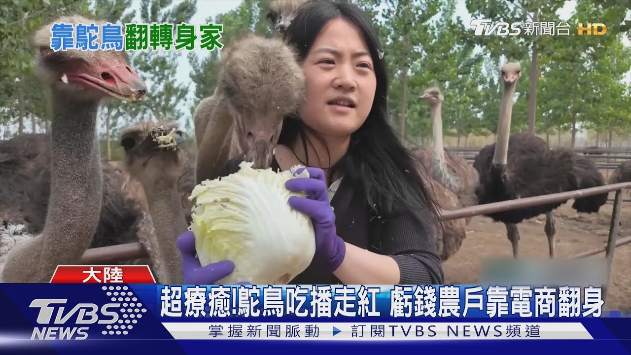 鴕鳥吃播秀爆紅！瘋狂啃菜超療癒　虧錢農戶翻身年收千萬人民幣