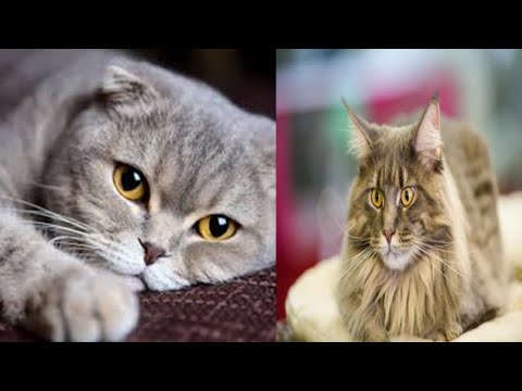 CUTE CAT COMPILATION 2021 ! Best Cute Cat Videos Ever