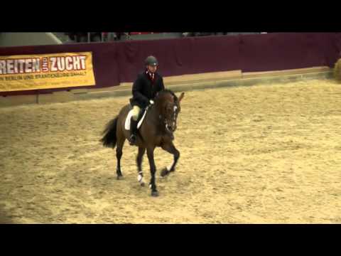 Askari Hengstpräsentation 2016