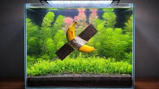 100+ Shrimp vs Banana - Feeding Frenzy - No Filter, No Co2, No Fertilizer