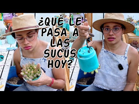 Nunca me había pasado esto con las suculentas 😱 tomando decisiones difíciles al trasplantar