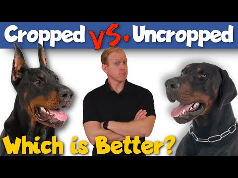 download lagu mp3 mp4 Doberman Uncropped, download lagu Doberman Uncropped gratis, unduh video klip Doberman Uncropped