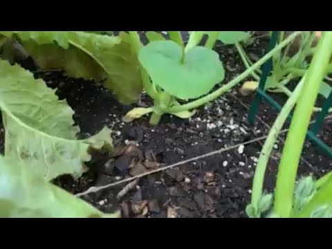 4 Quick and Easy Ways to Use Banana Peels as Free Fertilizer for your Garden