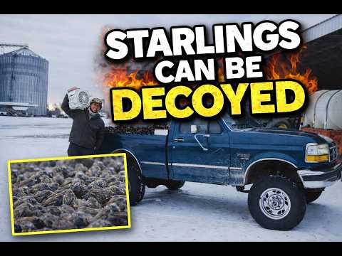 Beau Hunting Starlings CAN Be Decoyed | I Cooked Them!!
