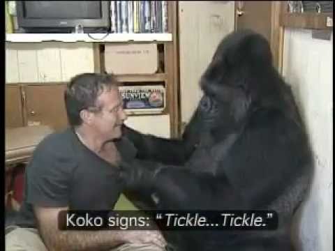 Koko the Gorilla with Robin Williams.mp4