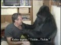 Robin Williams hassuttelee Koko-gorillan kanssa :)...