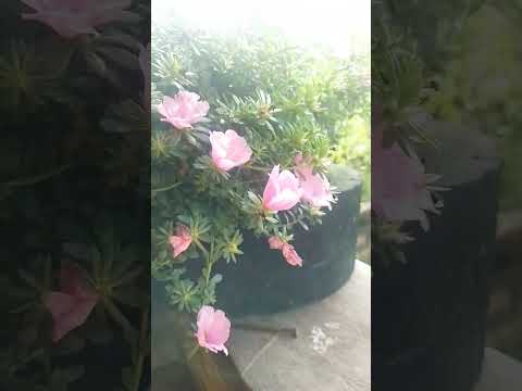 #sítio Comodoro mato grosso