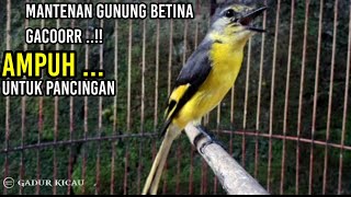 Download lagu burung mantenan betina gacor AMPUH untuk pancingan mp3 Download lagu burung mantenan betina gacor AMPUH untuk pancingan mp3