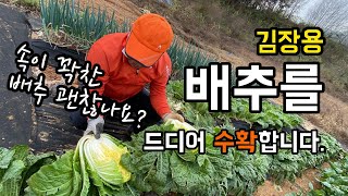 김장용 배추를 드디어 수확합니다. 품종이 기운찬인데 우박 맞고도 잘 자라 주었네요.
