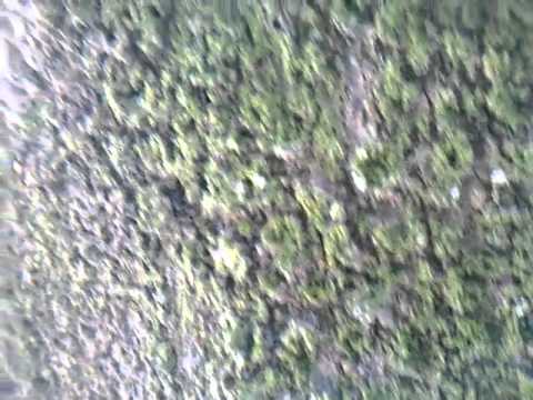 SOBRE O CAULE DA ARVORE