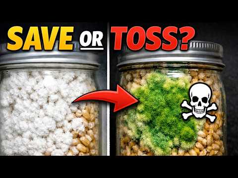 What is That GREEN Spot? | Mushroom Contamination Identification Guide (Trich, Mold & Bacteria)