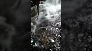 Download lagu 05.Video dan Suara Gemercik Air Mengalir/running water splash video and sound #shorts #air mp3 Download lagu 05.Video dan Suara Gemercik Air Mengalir/running water splash video and sound #shorts #air mp3