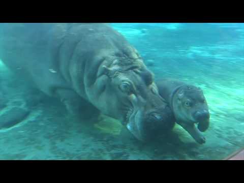 Baby Hippo "Swimming Lessons"