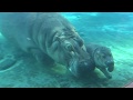 Baby Hippo Swimming Lessons