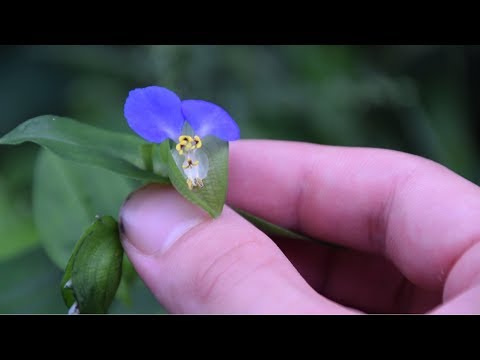 >15:22Being a Day Flower species means that each flower only appears once, however there are multiple flowers on each plant. The flowers are three …YouTube · Trillium: Wild Edibles · Sep 8, 201710 key moments in this video’><span>▶</span></a></p>
<hr>
				
		</div><!-- .post-content -->
		
		<div class="the-post-foot cf">
		
						
	
			<div class="tag-share cf">

								
									
			</div>
			
		</div>
		
				
				<div class="author-box">
	
		<div class="image"><img alt=