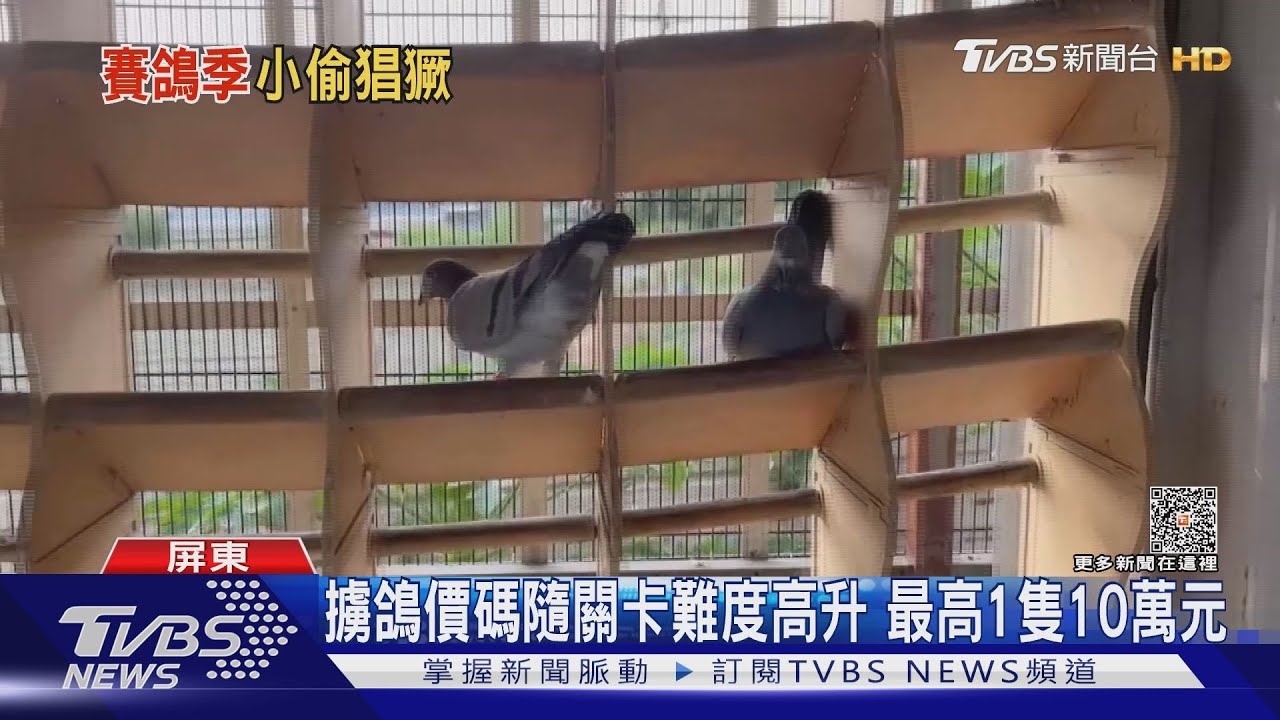小琉球漁港邊公然捕擄賽鴿 民眾直擊全都錄