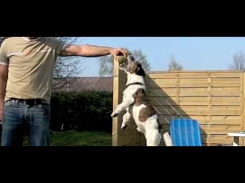 Carlos (JackRussell) & Balu in Highspeed mit Casio EX-F1