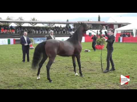 N.91 SALEMAN - Arezzo 2015 - Stallion 4-6 years old (Class 10)