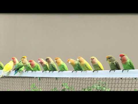 Lovebird Sounds - 01 Hour