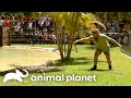 Steve Relocates His Feistiest Crocodiles The Crocodile Hunter Animal Planet