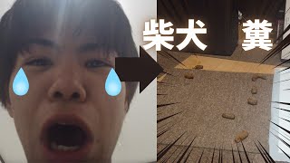 柴犬＆う⚪︎こ