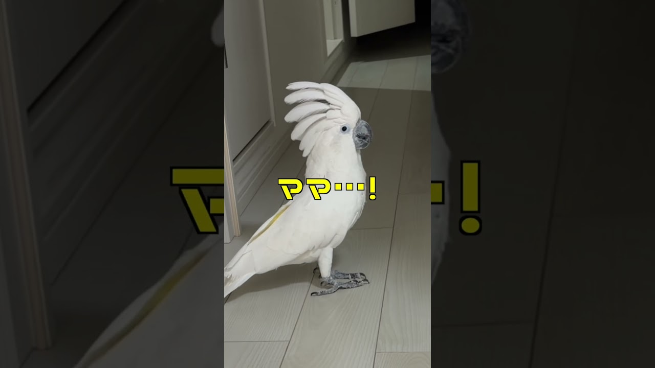 ゆきまる氏、行かないでが間に合わなかった #shorts