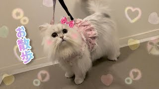 毎日のお散歩が楽しみなななちゃんです
