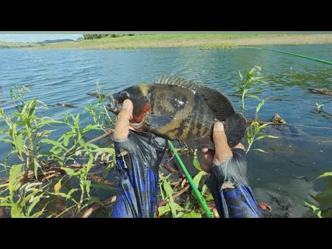 Pescaria no pesqueiro do gaguinho Primeiro de maio PR #pescaria#caiaque#natureza
