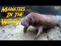 Elizabeth And The Manatees JONATHAN BIRD S BLUE WORLD