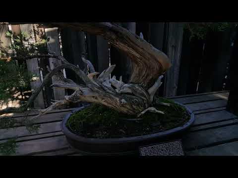 GSBF Golden State Bonsai Federation's Clark Bonsai Garden in Fresno, CA