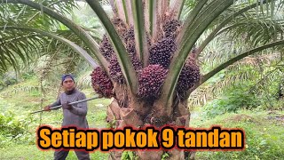 Download lagu Panen sawit pokok rendah || rata-rata 9 tandan yang masak mp3 Download lagu Panen sawit pokok rendah || rata-rata 9 tandan yang masak mp3