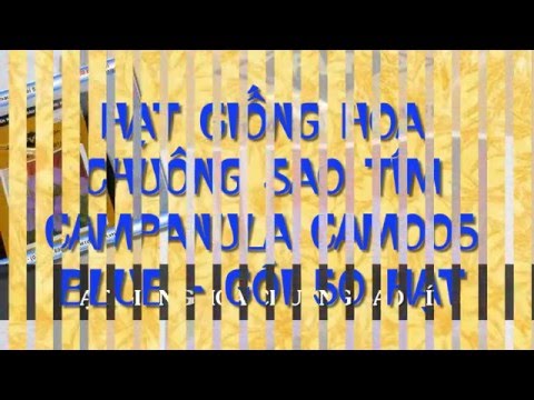 Hạt giống hoa Campanula CAM005 blue