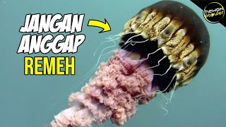 Download lagu Inilah Jenis Ubur Ubur yang Ada Di Perairan Indonesia mp3