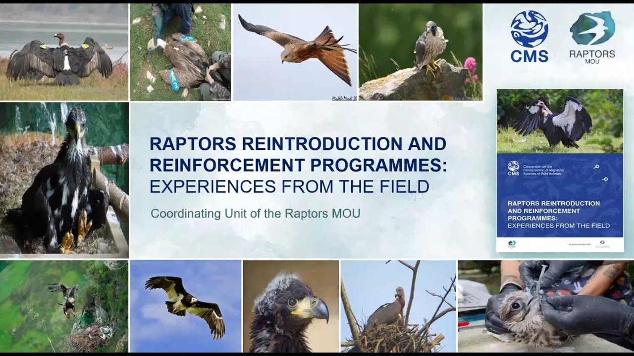 Raptors Reintroduction and Reinforcement Programmes: Experiences from the Field (Webinar)