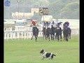 Horse Dog