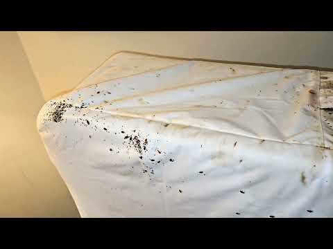 Windy City Bed Bug Specialists YouTube video thumbnail 21