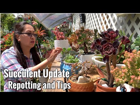 Succulent update, Repotting and Tips