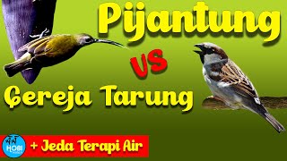 Download lagu MASTER Pijantung VS Gereja Tarung   Jeda Terapi Air mp3
