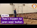Alle Gelderse kippen mogen na 2 jaar weer naar buiten