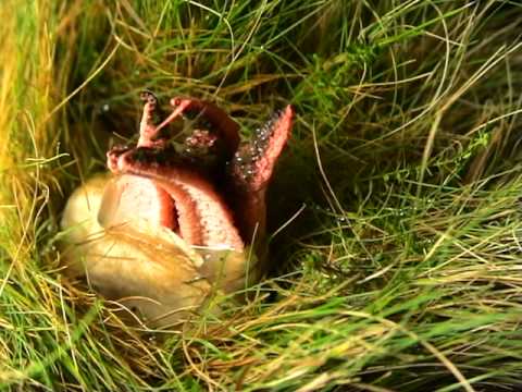 Devils Fingers (Clathrus archeri) timelapse