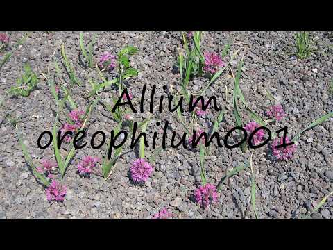 How to pronounce Allium oreophilum001 in English?