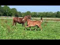 Pouliche PFS 1 an maxi C par Very Star Kerveyer