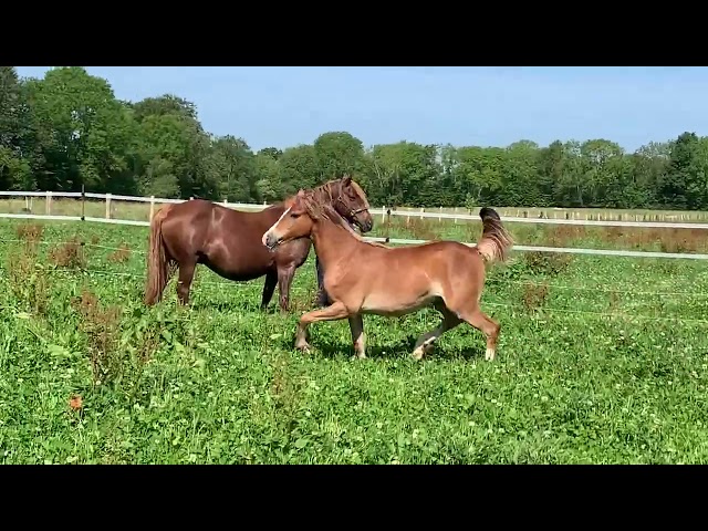 Pouliche PFS 1 an maxi C par Very Star Kerveyer