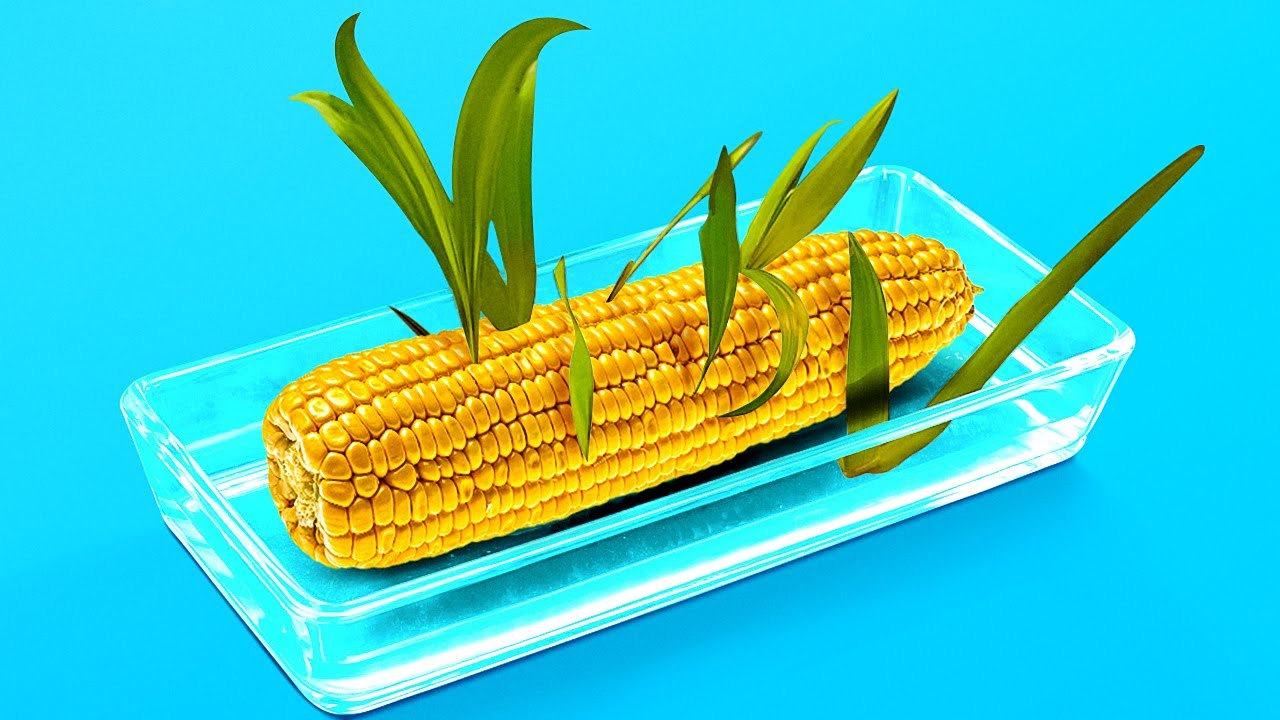 34 САДОВЫХ ЛАЙФХАКА КАК ВЫРАЩИВАТЬ РАСТЕНИЯ В ДОМАШНИХ УСЛОВИЯХ