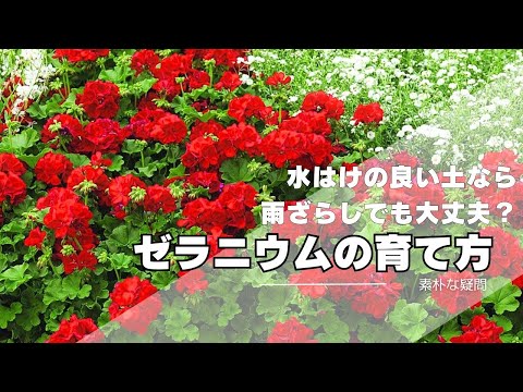 園芸 メキシコアゲラタム、セレスティン、ブルーアゲラタム