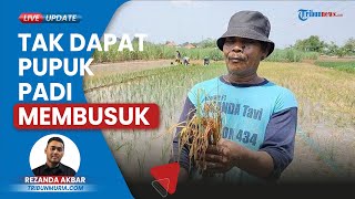 Tanaman Padi di Kudus Membusuk seusai Tak Dapat Pupuk Subsidi, Jatah untuk Petani Berkurang