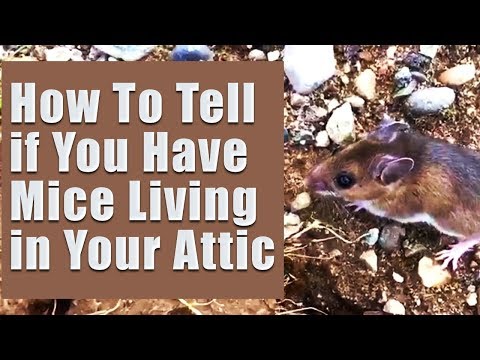 How To Tell If You Have Mice Living In Your Attic - Ontario Wildlife Removal Inc.