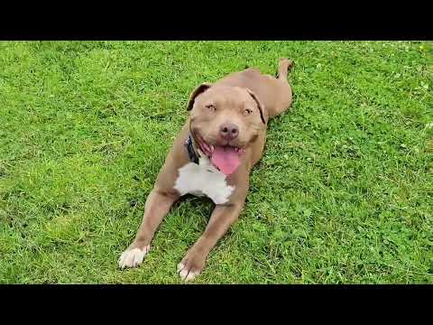 Meet Etta (from instagram.com/ncarescue/)